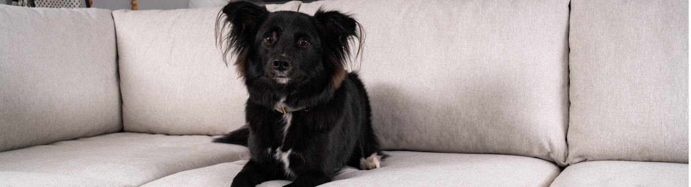 Dark colored dog with black and white fur sitting patiently on a tan colored couch